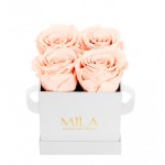  Mila-Roses-00149 Mila Classic Mini White - Pure Peach