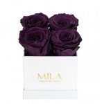  Mila-Roses-00164 Mila Classic Mini White - Velvet purple