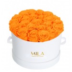  Mila-Roses-00248 Mila Classic Large White - Orange Bloom