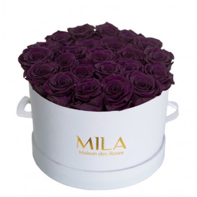 Produit Mila-Roses-00260 Mila Classic Large White - Velvet purple