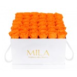  Mila-Roses-00296 Mila Classic Luxe White - Orange Bloom