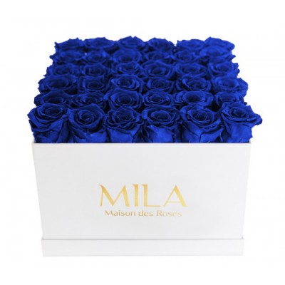 Produit Mila-Roses-00304 Mila Classic Luxe White - Royal blue