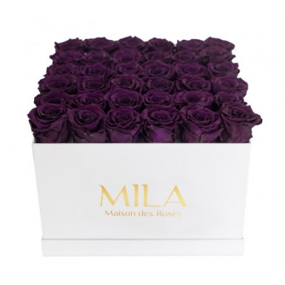 Produit Mila-Roses-00308 Mila Classic Luxe White - Velvet purple