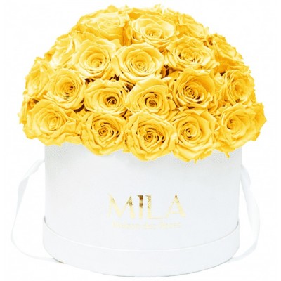 Produit Mila-Roses-01560 Mila Classique Large Dome White - Yellow Sunshine