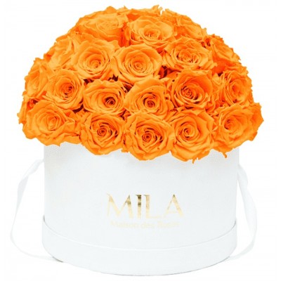 Produit Mila-Roses-01565 Mila Classique Large Dome White - Orange Bloom