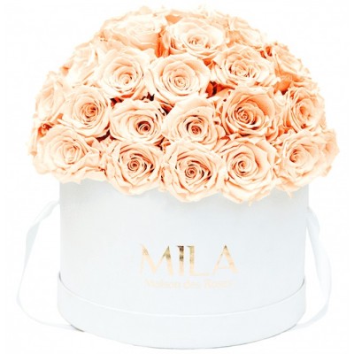 Produit Mila-Roses-01568 Mila Classique Large Dome White - Pure Peach