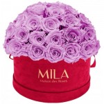  Mila-Roses-01609 Mila Classique Large Dome Burgundy - Mauve
