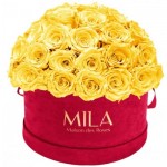  Mila-Roses-01614 Mila Classique Large Dome Burgundy - Yellow Sunshine