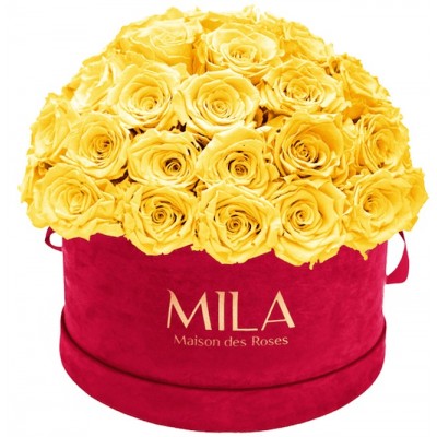 Produit Mila-Roses-01614 Mila Classique Large Dome Burgundy - Yellow Sunshine