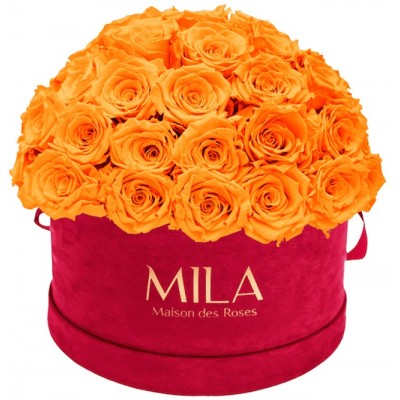 Produit Mila-Roses-01619 Mila Classique Large Dome Burgundy - Orange Bloom