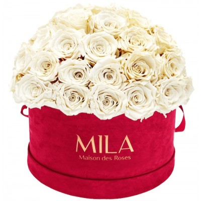 Produit Mila-Roses-01626 Mila Classique Large Dome Burgundy - White Cream